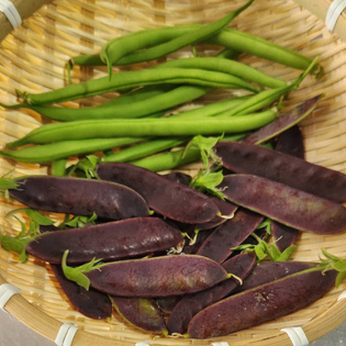 횡성 무농약 푸른콩+퍼플피 (500g / 1봉)